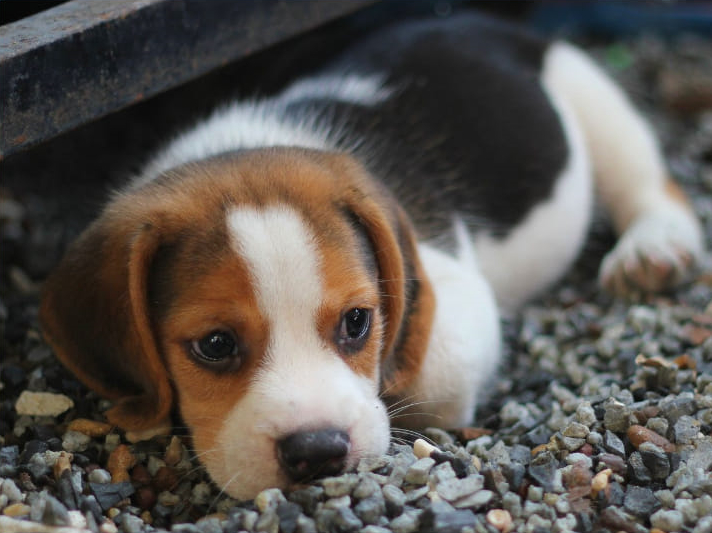 chiot
